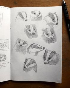 an open book with drawings of badgers on it