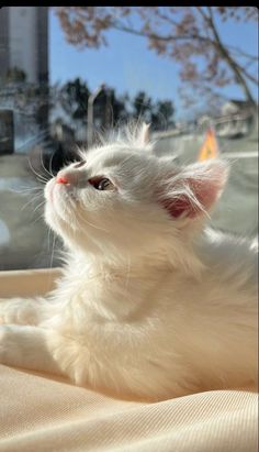 a white cat sitting on top of a bed next to a window sill with trees in the background