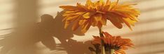 two yellow flowers sitting in a vase on a table next to a shadow cast wall