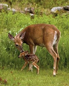 a baby deer standing next to an adult deer