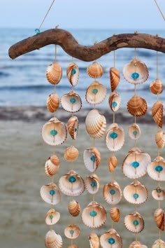 several seashells hanging from a tree branch on the beach