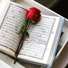 a red rose sitting on top of an open book with arabic writing in the background