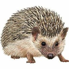 an illustration of a porcupine on a white background