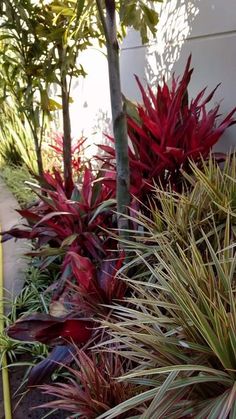 some very pretty colorful plants by the side of a building with no one in it