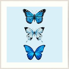 three blue butterflies on a light blue background framed in white frame by corbi