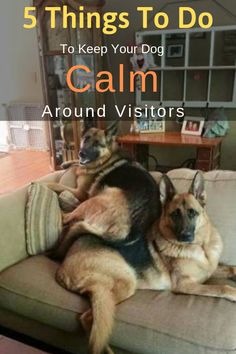 two german shepherd dogs sitting on a couch with the caption 5 things to do to keep your dog calm around visitors