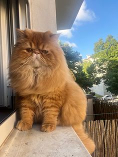 an orange cat sitting on top of a window sill looking at the camera man