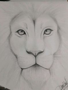 a pencil drawing of a lion's face