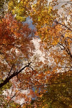 the sky is filled with lots of colorful leaves