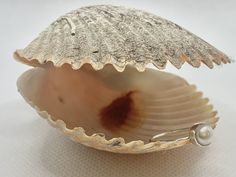 an oyster shell with a pearl in it