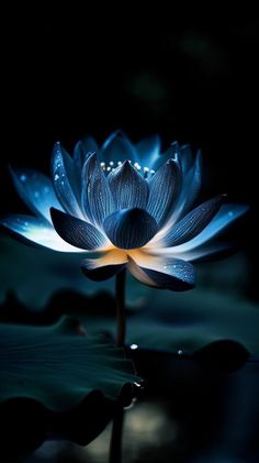 a blue lotus flower with water droplets on it's petals in the dark night