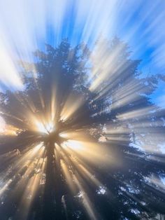 the sun shines through the branches of a tree