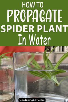 how to propagate spider plant in water with text overlay that reads, how to propagate spider plant in water