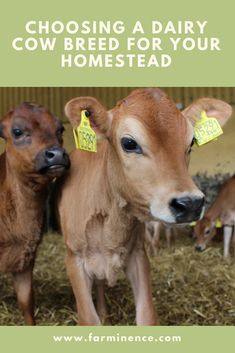 three baby cows standing next to each other in hay with the words choosing a dairy cow breed for your homesead