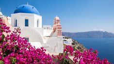 purple flowers are blooming in front of a white building with blue domes