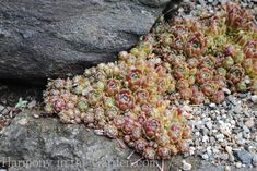 several small plants growing out of the rocks