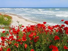 red flowers on the beach with waves in the background