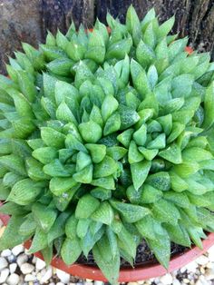 a close up of a green plant in a pot on gravel near a tree trunk