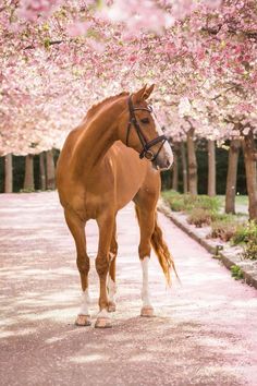 a brown horse standing on top of a sidewalk next to trees with blossoming pink flowers