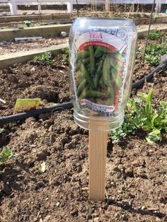 a plastic jar with some green peppers in it on top of a wooden stick and dirt