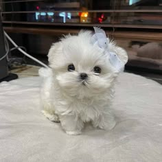 a small white dog sitting on top of a bed