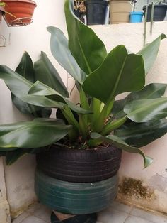 a potted plant sitting on top of a tiled floor