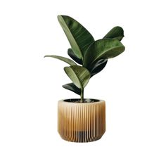 a potted plant with green leaves in it on a white background and the top part of the plant is made out of wood