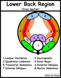 Lower Back Region Muscle Layers Dry Needling Trigger Points, Pilates Anatomy, Massage Pictures, Nursing Fun, Muscle Stretches, Pilates Body, Respiratory Care, Muscle Anatomy