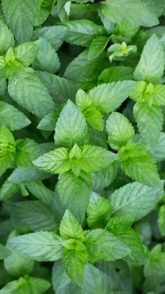 green leaves are growing in the garden