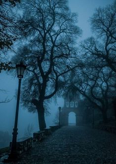 a foggy path leading to a gate with trees on both sides and a light post in the middle