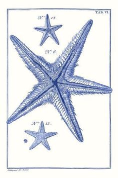 three starfishs are shown in blue ink