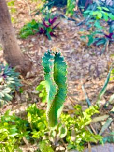 a close up of a green cactus plant in the middle of some bushes and trees