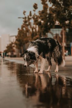 a black and white dog standing on top of a wet street next to a puddle