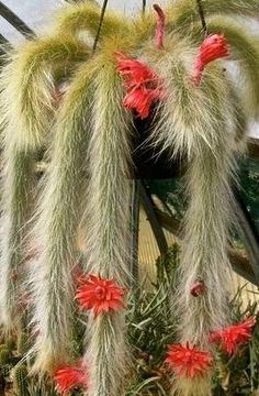 some very pretty plants with red flowers hanging from it's stems in the air