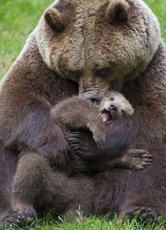 a mother bear holding her cub while sitting on the grass in front of it's face