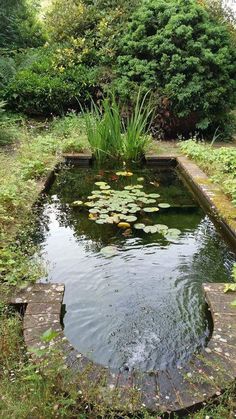 a small pond with lily pads in it