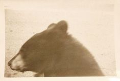 a black and white photo of a bear's head on the ground with its shadow