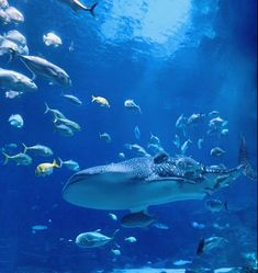 a large aquarium filled with lots of different types of animals and fish swimming around it