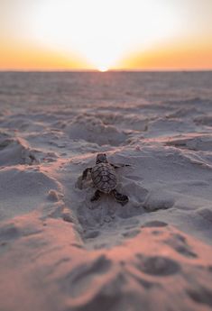 a baby turtle crawling in the sand at sunset