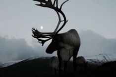 an animal with antlers standing on top of a grass covered hill in the evening