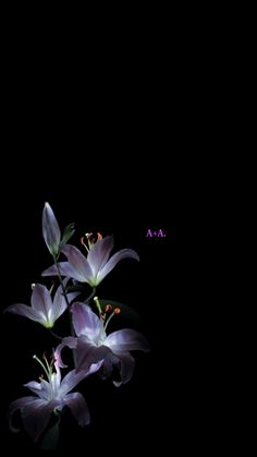 three purple flowers on a black background