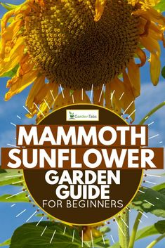 a sunflower with the words mammoth sunflower garden guide for beginners on it