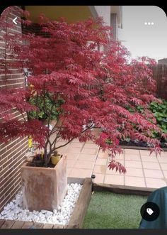 a small red tree in a planter next to a brick wall and green grass