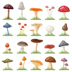 many different types of mushrooms in the grass