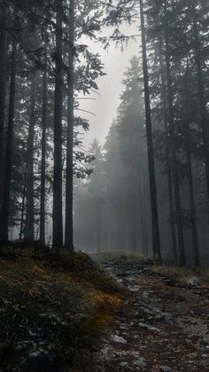 a path in the middle of a forest on a foggy day