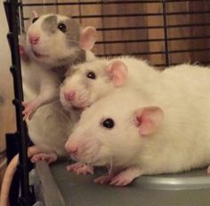 two white rats sitting on top of each other in a cage