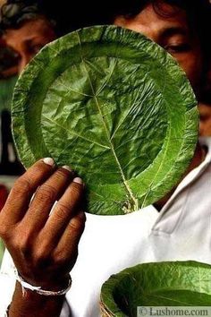 a man holding up a large green leaf