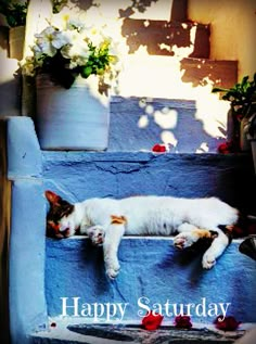 a cat laying on the steps with flowers in front of it and happy saturday written below