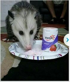 a possum eating yogurt on a plate