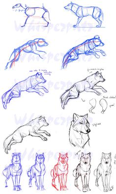 several different types of animals are shown in this drawing lesson for beginners to learn how to draw them